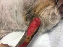 -美联众合动物医院(·中兽医·疑难杂症·严家桥分院)