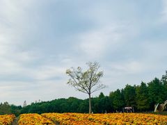 -同里国家湿地公园