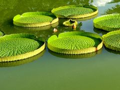 -国家植物园南园