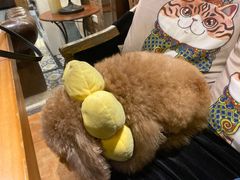 -more than meow吴止猫主题餐厅(承德 中船汇店)