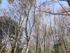 -广州市石门国家森林公园