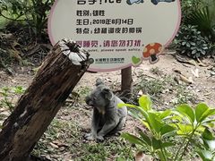 -广州长隆野生动物世界
