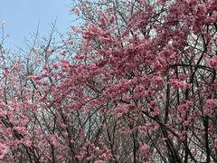-石家庄市植物园