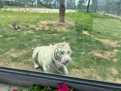 -西霞口神雕山野生动物世界