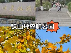 -铁山坪森林公园