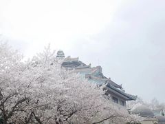 -武汉大学-樱园