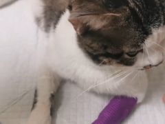 -爱派特动物医院·全科诊疗中心