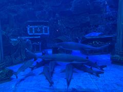 -芜湖新华联大白鲸海洋公园