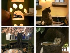 -猫猫幼稚园·撸猫·桌游·电玩