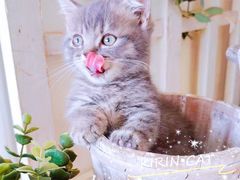 -十年猫舍·猫咪专门店(普陀店)