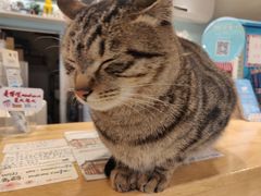 -猫的天空之城概念书店(丽江古城饮玉巷店)