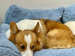 -有猫主题·治愈系猫咖(曾厝垵店)