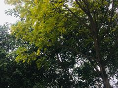 景点-火炉山森林公园