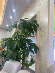 -武汉五洲整形外科医院