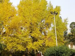 -四川大学(望江校区)