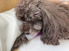 -美联众合动物医院·24h京西诊疗中心