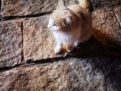 -疯克大象美式烤肉餐厅