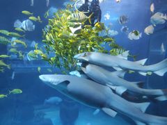 -太平洋海底世界