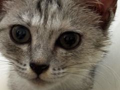 -宠颐生宠物医院·异宠猫科内科·诊疗中心宠巢店