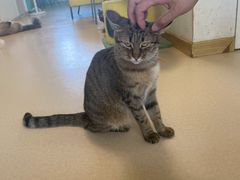 -猫在这儿猫咪咖啡馆·撸猫馆