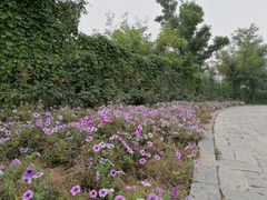 -紫云台香草园