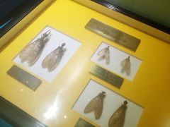 -上海昆虫博物馆