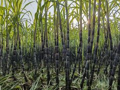 -汉长安城未央宫国家考古遗址公园