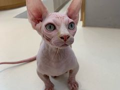 -飞行喵MR PILOT|猫舍·猫咖(静安大融城店)