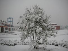 2008年的那场雪-佘山镇社区卫生服务中心