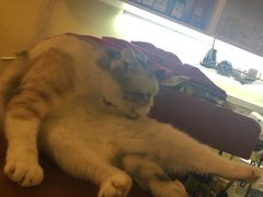 -猫色咖啡·猫咖