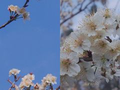 -樱桃山旅游景区