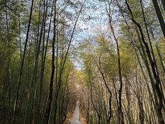 -游子山休闲旅游区