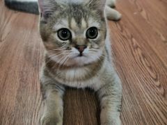 -李小姐の猫咖啡馆(五角场店)