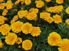 -艺师傅盲人按摩(江浦大润发店)