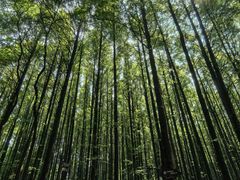 -山王坪喀斯特国家生态公园