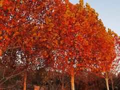 -北京西山国家森林公园