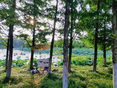 -三垟湿地
