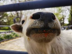 -长白岛森林公园