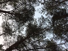 -帽儿山国家森林公园