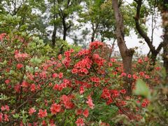 -雨花胜境