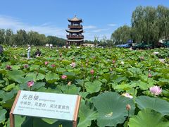 -白洋淀景区