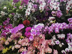 -北京植物园-展览温室