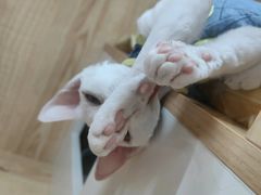 -山宅一喵德文卷毛猫舍