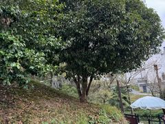 -婺源月亮湾