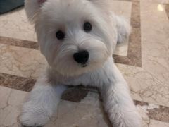 -翊宠yipet猫狗购宠庄园犬舍•猫舍