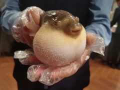 -肆月河豚·新淮扬(金融街店)