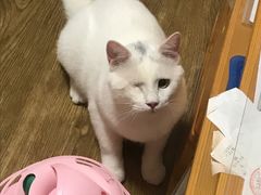 -纳吉亚猫专科动物医院(康都外科中心)