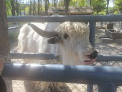 -长白岛森林公园