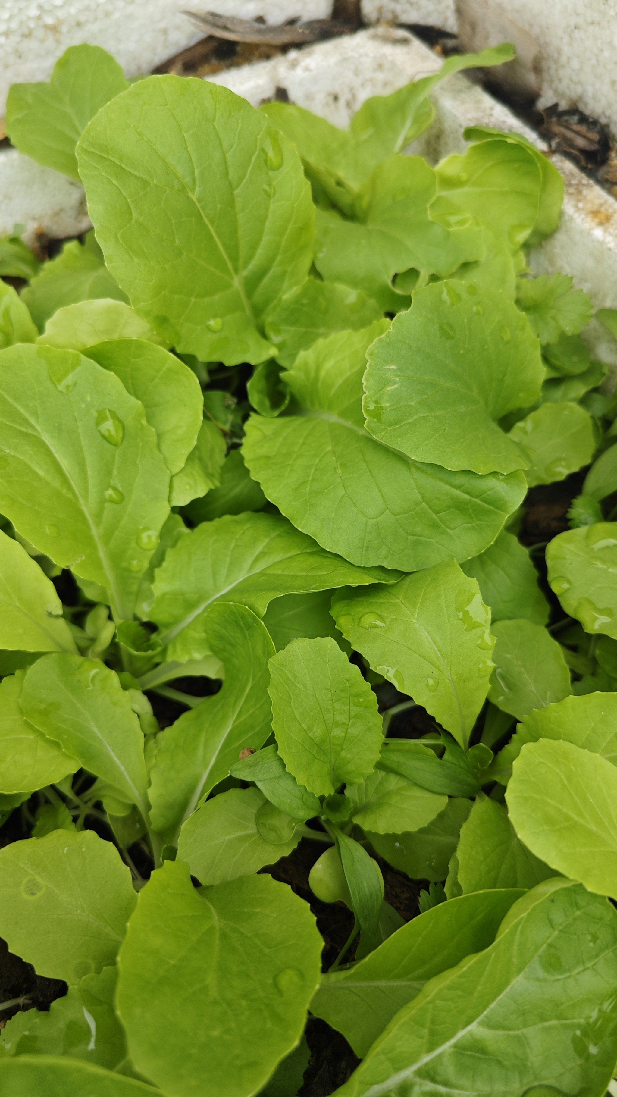 清新绿叶小菜日记