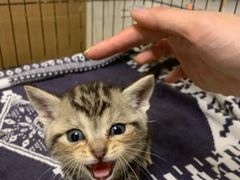 -平行世界·猫咖(首经贸店)